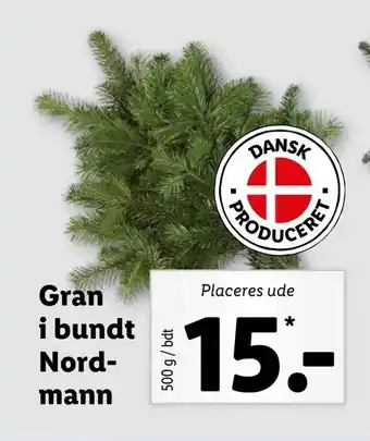 Gran i bundt Nordmann