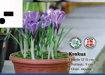 Lidl Krokus tilbud