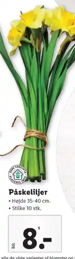 Lidl Påskeliljer tilbud