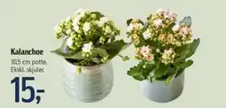 Føtex Kalanchoe tilbud