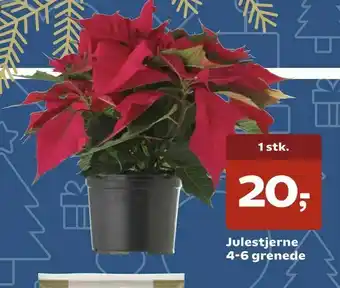 Julestjerne 4-6 grenede