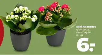 Netto Mini kalanchoe tilbud