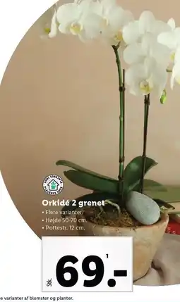 Lidl Orkidé 2 grenet tilbud