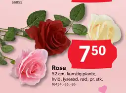 BigDollar Rose tilbud