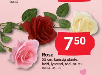 BigDollar Rose tilbud