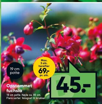 Bilka Opstammet fuchsia tilbud