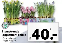 Lidl Blomstrende løgplanter i bakke tilbud