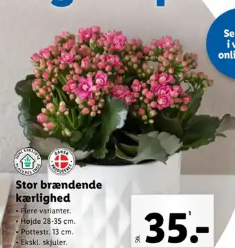 Lidl Stor brændende kærlighed tilbud