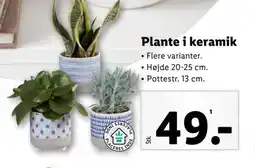 Lidl Plante i keramik tilbud