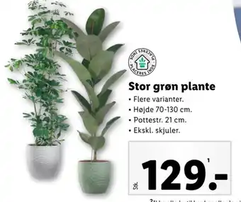 Lidl Stor grøn plante tilbud