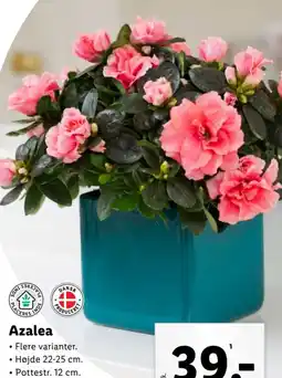 Lidl Azalea tilbud