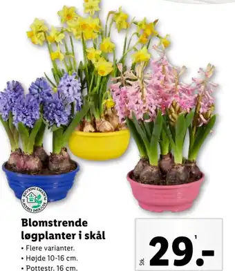 Lidl Blomstrende løgplanter i skål tilbud