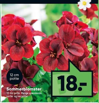 Bilka Sommerblomster tilbud
