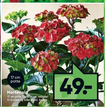 Bilka Hortensia tilbud
