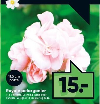 Royale pelargonier