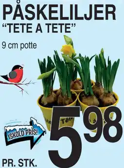 ABC Lavpris Iskold pris! "tete a tete" tilbud