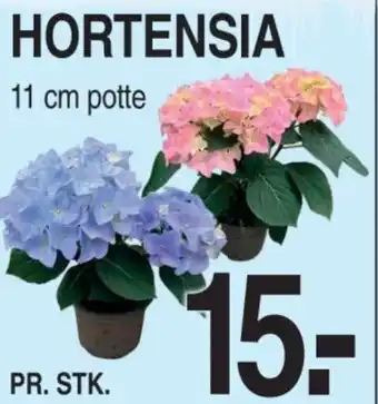 ABC Lavpris Hortensia tilbud