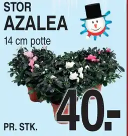 ABC Lavpris Stor azalea tilbud