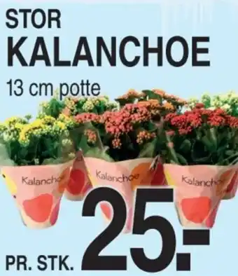 ABC Lavpris Stor kalanchoe tilbud