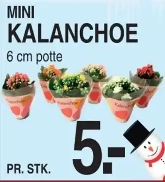 ABC Lavpris Mini kalanchoe tilbud