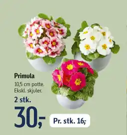 Føtex Primula tilbud