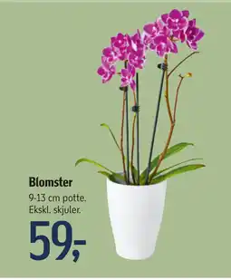 Føtex Blomster tilbud