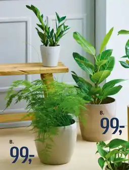 Føtex Grønne planter tilbud