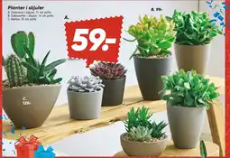 Bilka Planter i skjuler tilbud