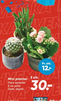 Bilka Mini planter tilbud