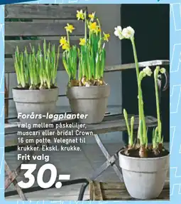 Bilka Forårs-løgplanter tilbud