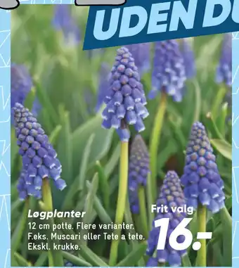 Bilka Løgplanter tilbud