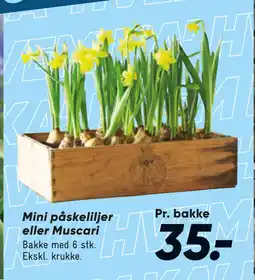 Bilka Mini påskeliljer eller Muscari tilbud