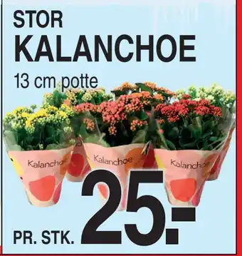 ABC Lavpris KALANCHOE tilbud