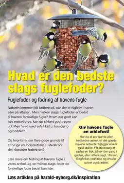 Harald Nyborg Hvad er den bedste slags fuglefoder? tilbud