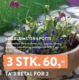 Plantorama LØGBLOMSTER I POTTE tilbud