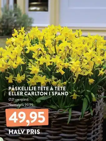 Plantorama PÅSKELILJE TÊTE À TÊTE ELLER CARLTON I SPAND tilbud