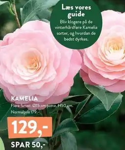 Plantorama KAMELIA tilbud