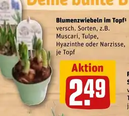 REWE Blumenzwiebeln im Topf¹ tilbud