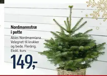 Nordmannstræ i potte