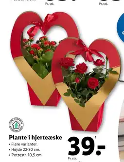 Lidl Plante i hjerteæske tilbud