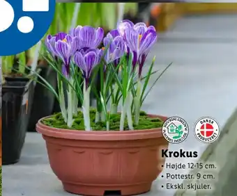 Lidl Krokus tilbud