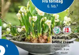 Lidl Påskelilje bridal crown tilbud