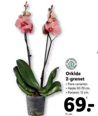 Lidl Orkide 2-grenet tilbud