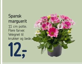 Føtex Spansk marguerit tilbud