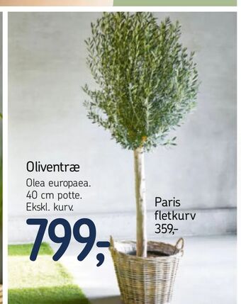 Føtex Oliventræ tilbud