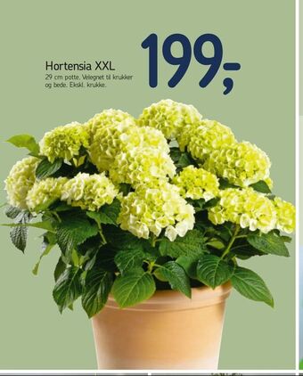 Føtex Hortensia XXL tilbud