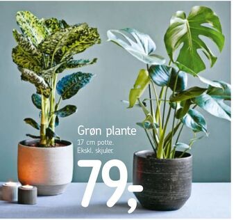Føtex Grøn plante tilbud