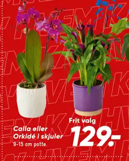 Bilka Calla eller Orkidé i skjuler tilbud