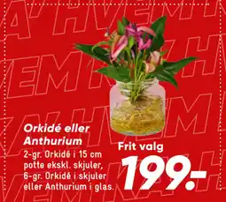 Bilka Orkidé eller Anthurium tilbud