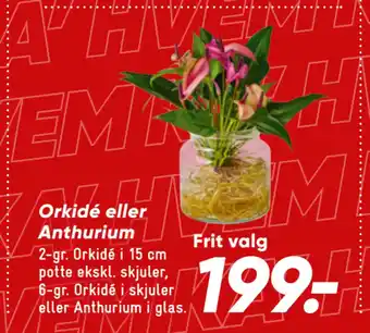 Bilka Orkidé eller Anthurium tilbud